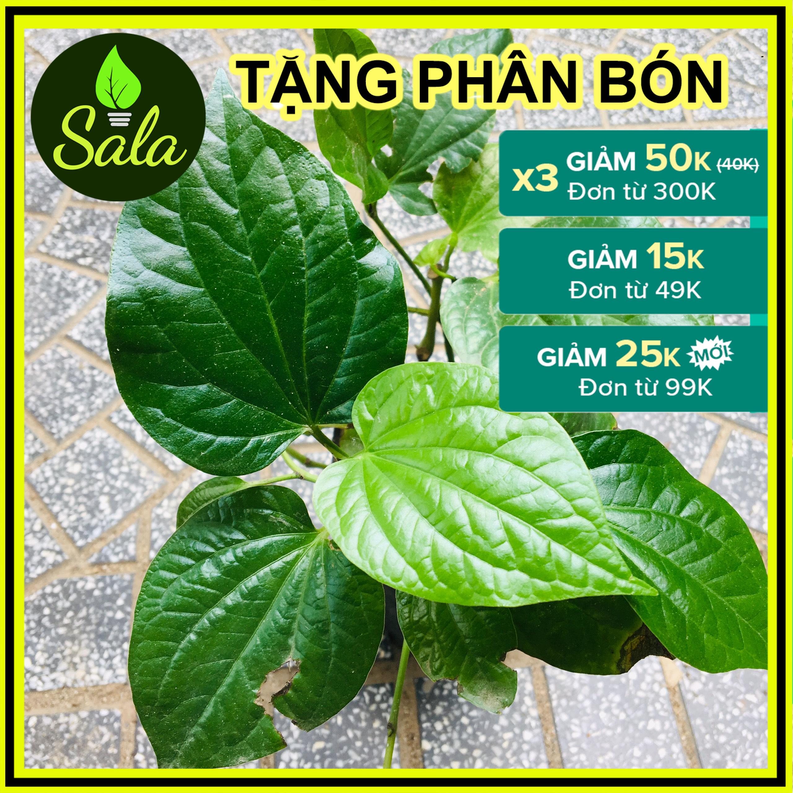 CHẬU CÂY LÁ LÔT - CHẬU CÂY GIA VỊ