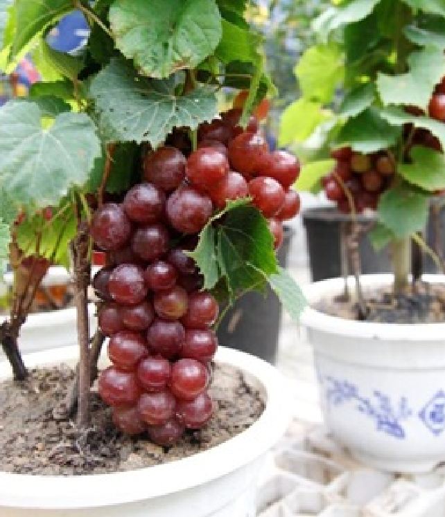 "Gói 10"Hạt giống nho lùn pháp ( nho bonsai ) [Seeds]