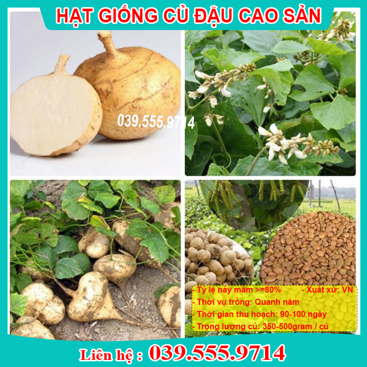 HẠT GIỐNG CỦ ĐẬU Tỷ Lệ Nảy Mầm Cao