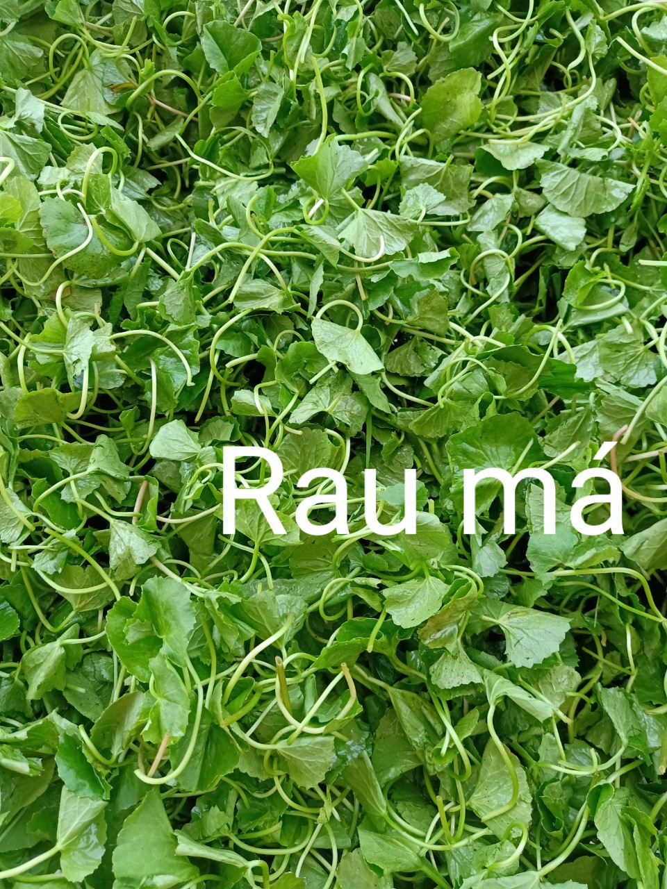 Dextox rau má (20túi/ 1bịch)