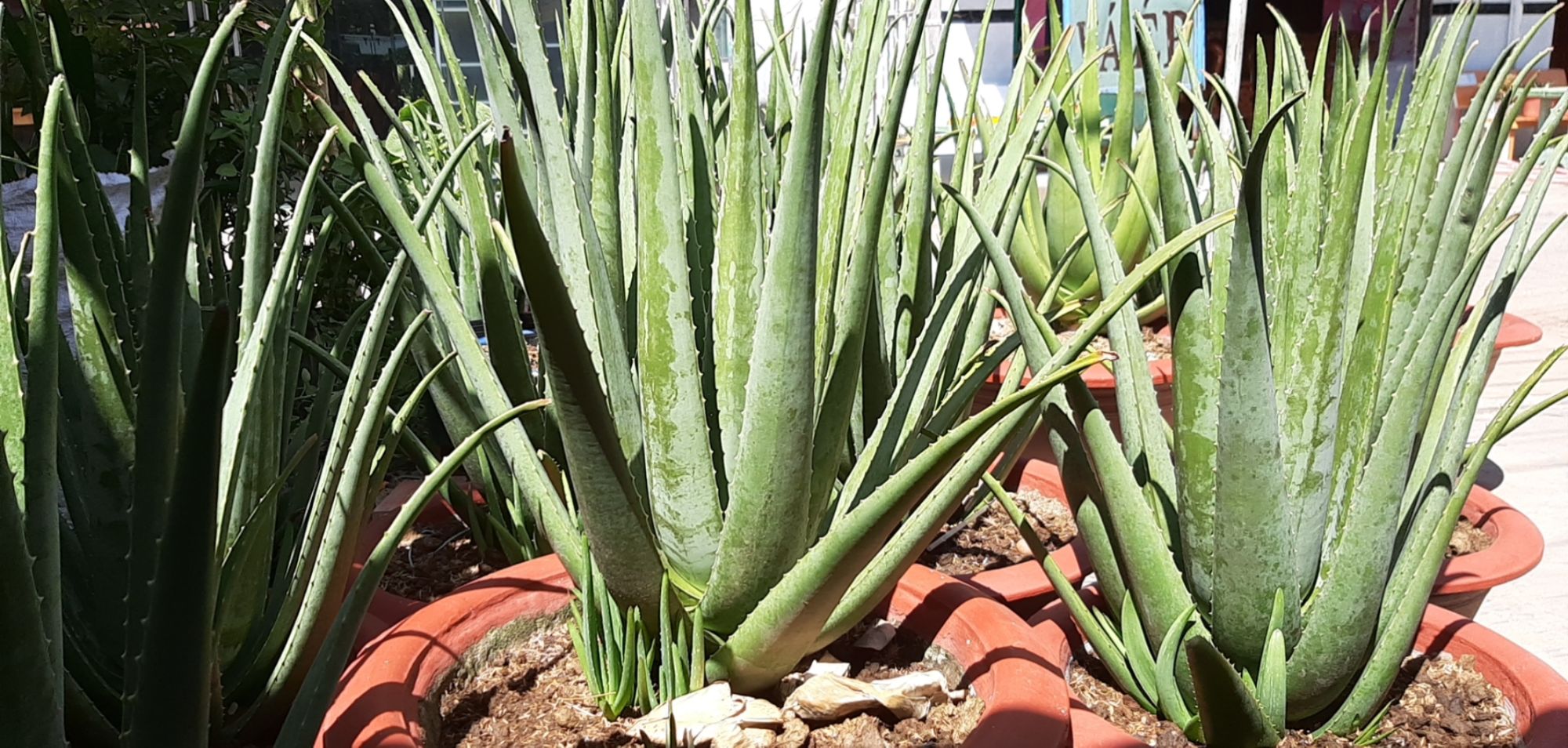 11 cây nha đam mỹ loại 20cm-30cm