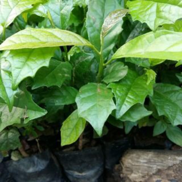 05 Cây Xạ Đen Cao 20Cm