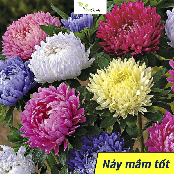 [HCM]Hạt giống Hoa Cúc Đại Đóa Nhiều Màu