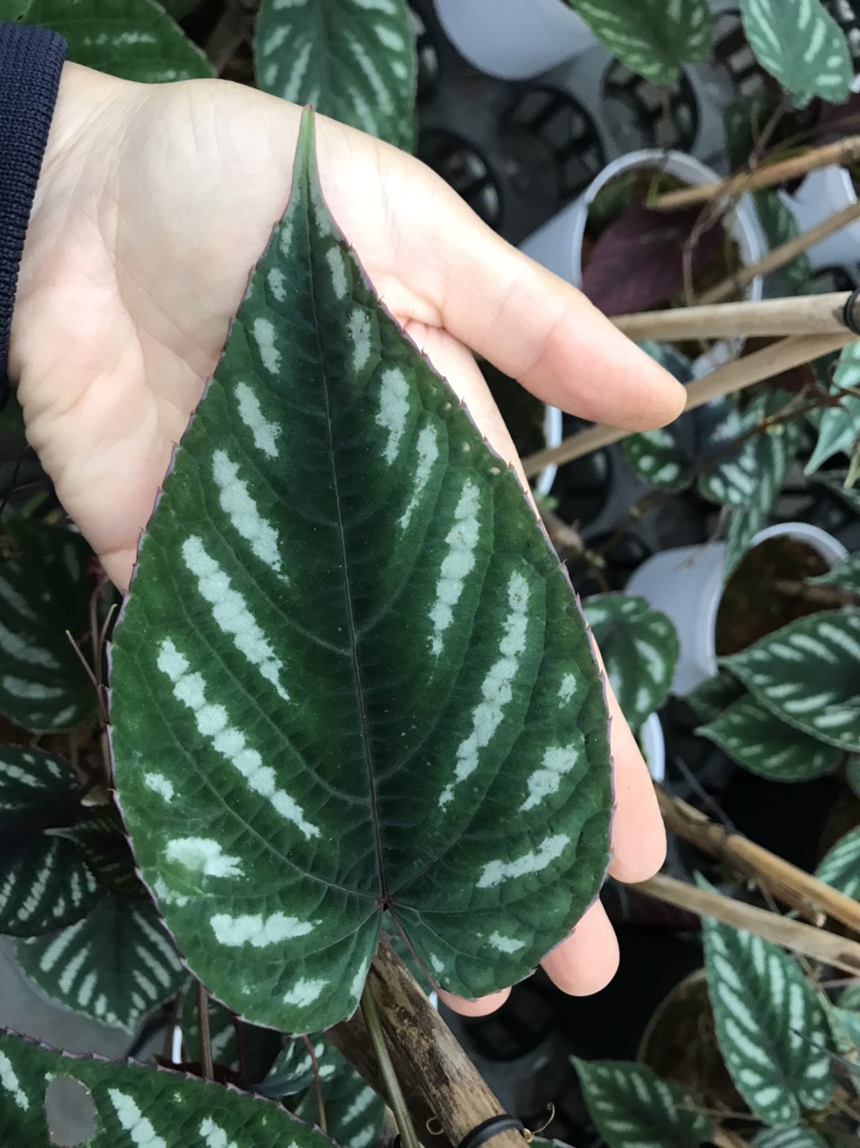 Cây hồ đăng - Rex begonia Vine.