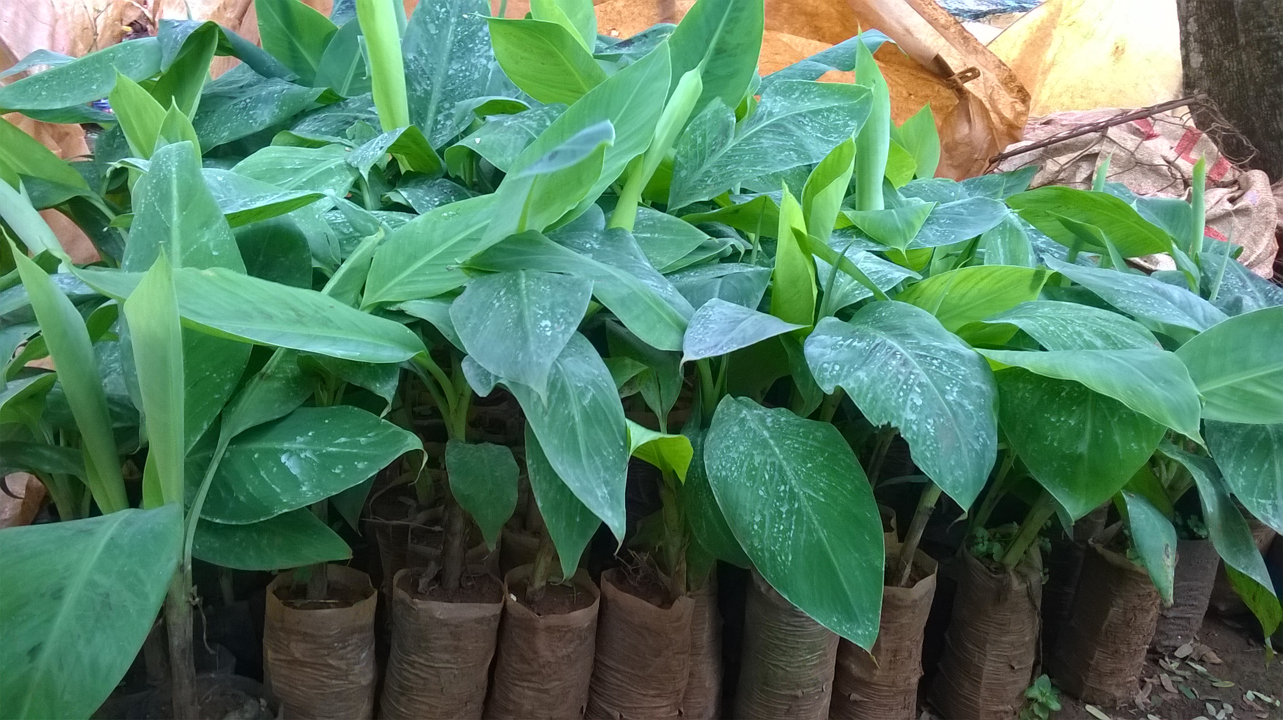 Cây giống Chuối mật lùn NAM MỸ.