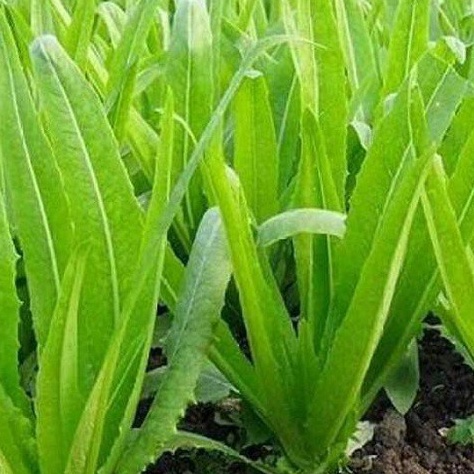 2gr HẠT GIỐNG RAU DIẾP NẾP XANH (rau diếp thơm) (BAN MÊ XANH STORE )