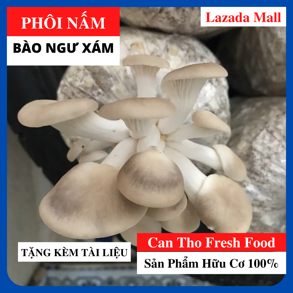Phôi Nấm Bào Ngư Combo 4 Phôi - Tặng Tài Liệu Hướng Dẫn Trồng Nấm