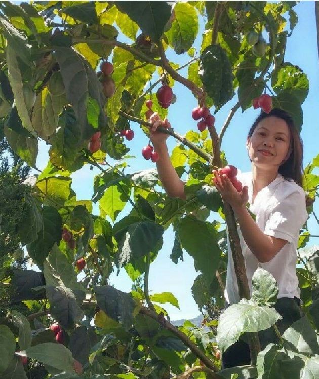 Túi 10 Hạt giống cà chua thân gỗ - VTNT