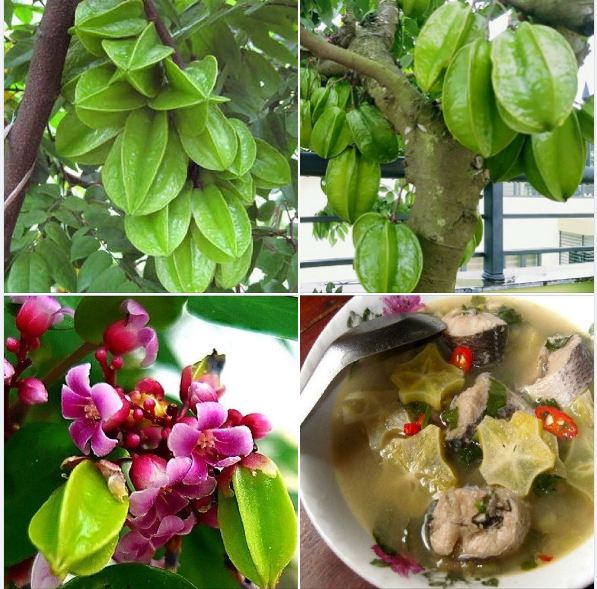 Hạt giống khế chua - gói 5 hạt
