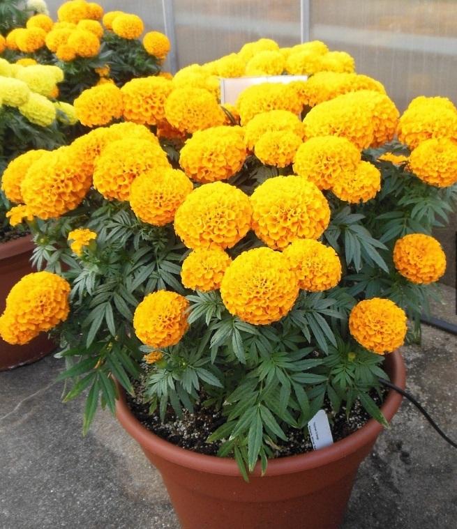 50 Hạt giống hoa cúc Vạn thọ