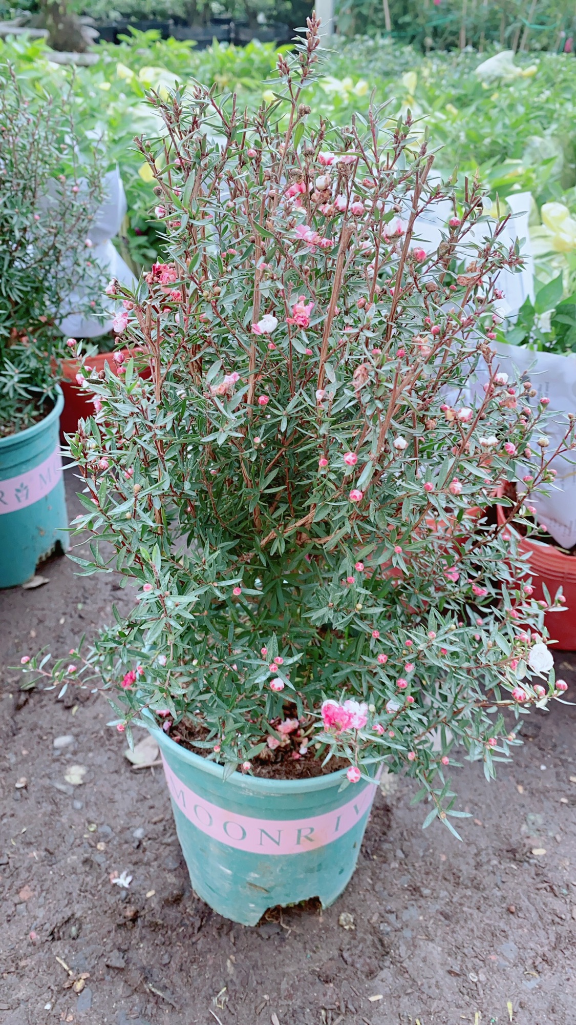 Cây Nhất Chi Mai