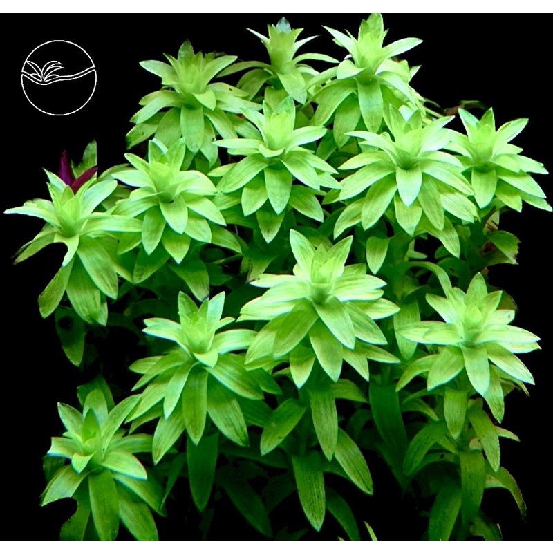 Tonina “Fluviatilis” - Cây Tonia (Lá Cứng) - Cây Thuỷ Sinh