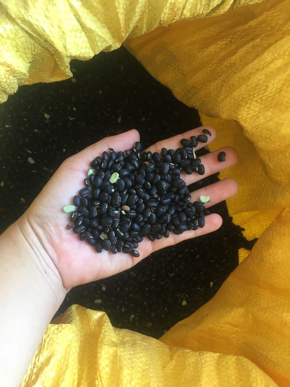 1 kg đậu đen xanh lòng ( đậu quê đại Lộc)