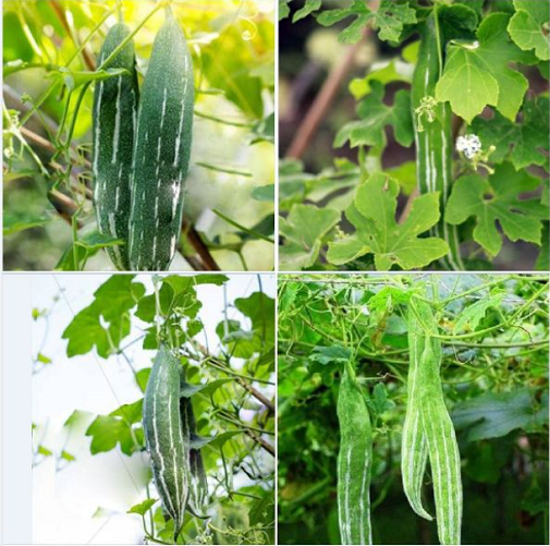 Hạt giống lặc lày cao sản - mướp ngọt gói 5gr