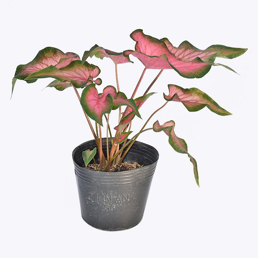 Cây môn đỏ - cây cảnh mini - cây cảnh để bàn - caykiengsadec