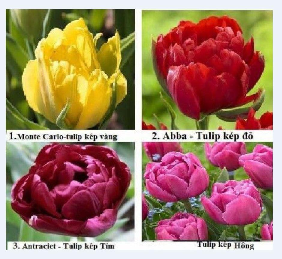 Combo 5 củ hoa tulip kép nhiều màu - trồng chơi tết