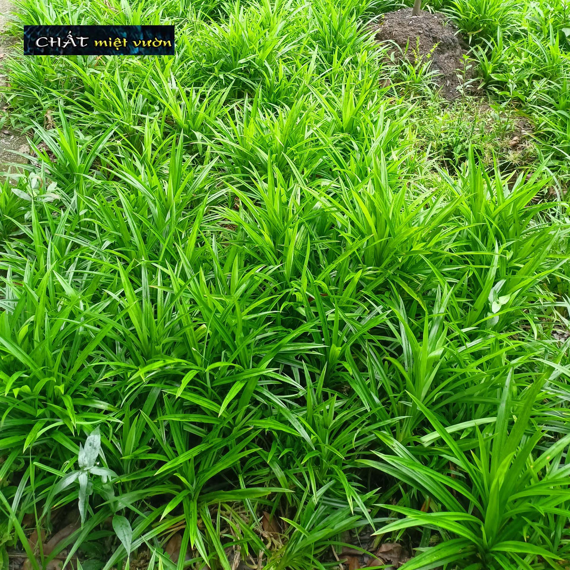 Pandan Plant