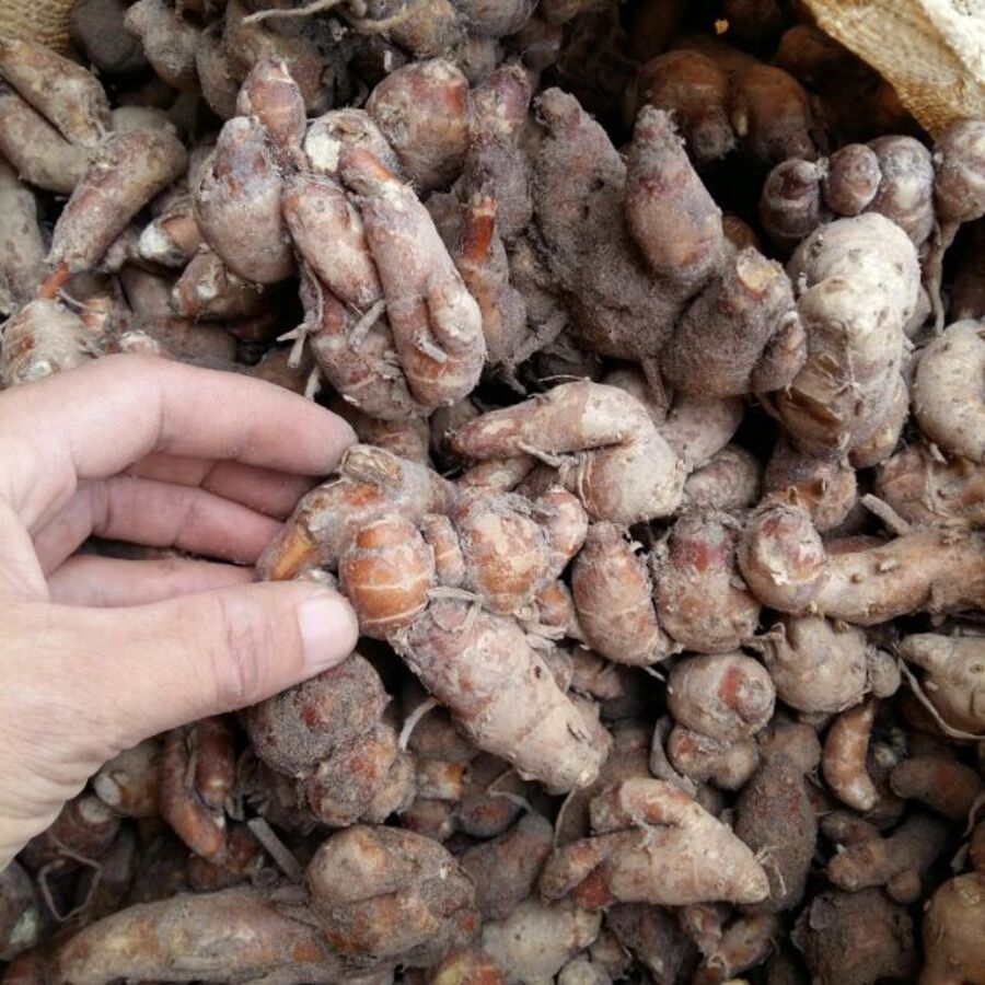 100 Củ Địa Liền (Xá Kén) Giống Mầm Đẹp lz