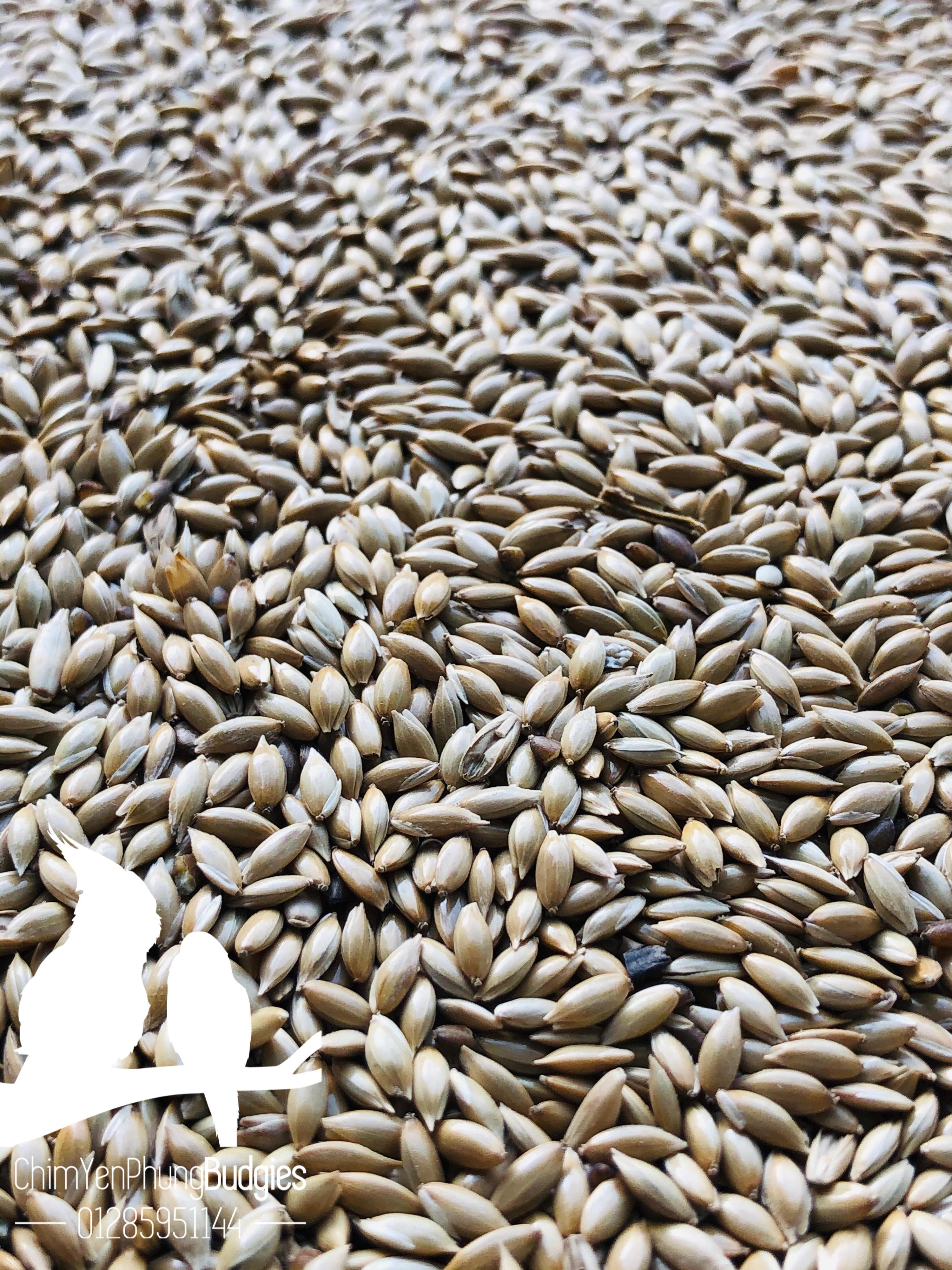 5kg hạt láng cho Yến Hót, Chim Cảnh.