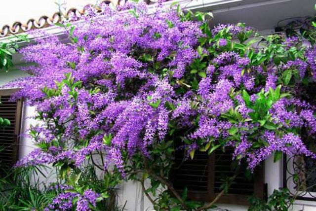 Cây giống hoa mai xanh