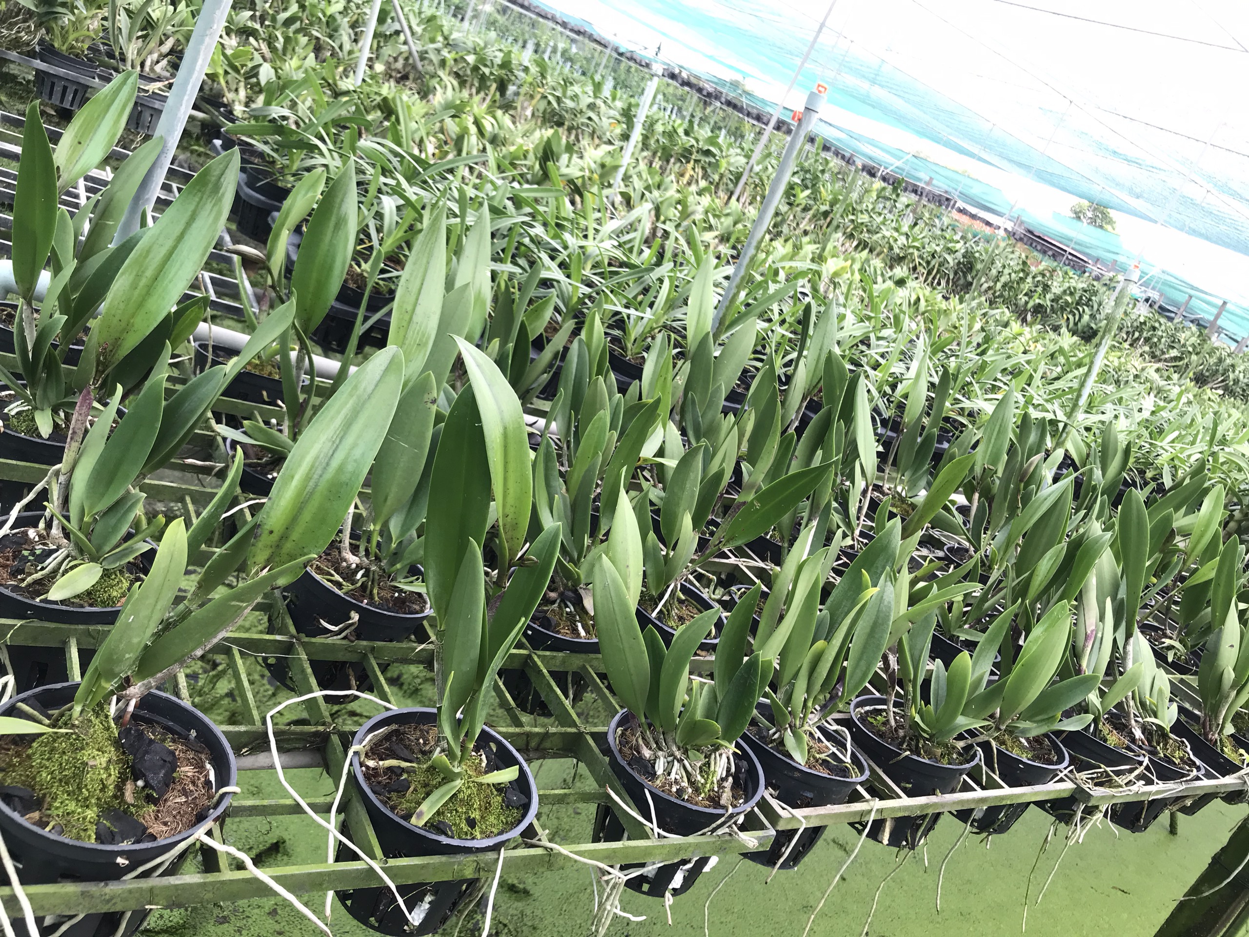 Hoa  lan  brass lai catt đổi  màu