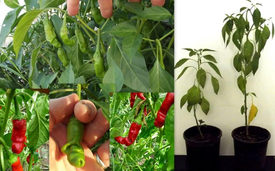 Gói 30 hạt giống ớt peter cu ti