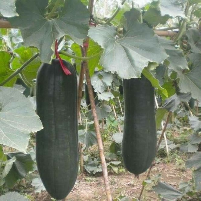 60 hạt - Hạt giống bí đao đen khổng lồ