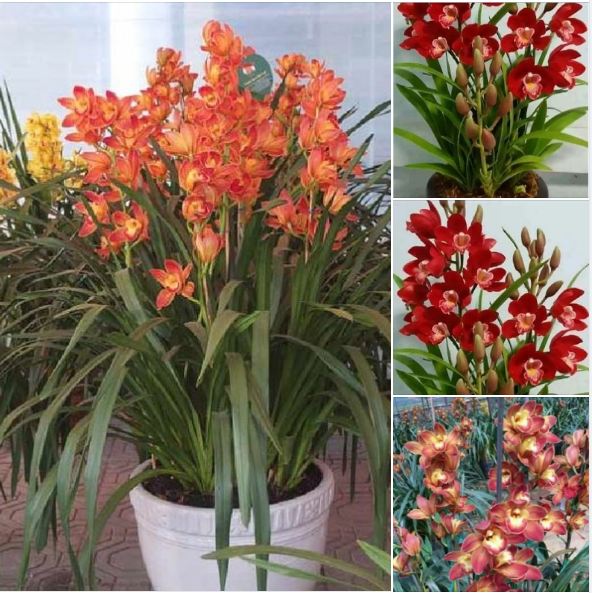 COMBO 3 củ giống hoa địa lan santo hoa Đỏ - ( 3 củ ) VTNT