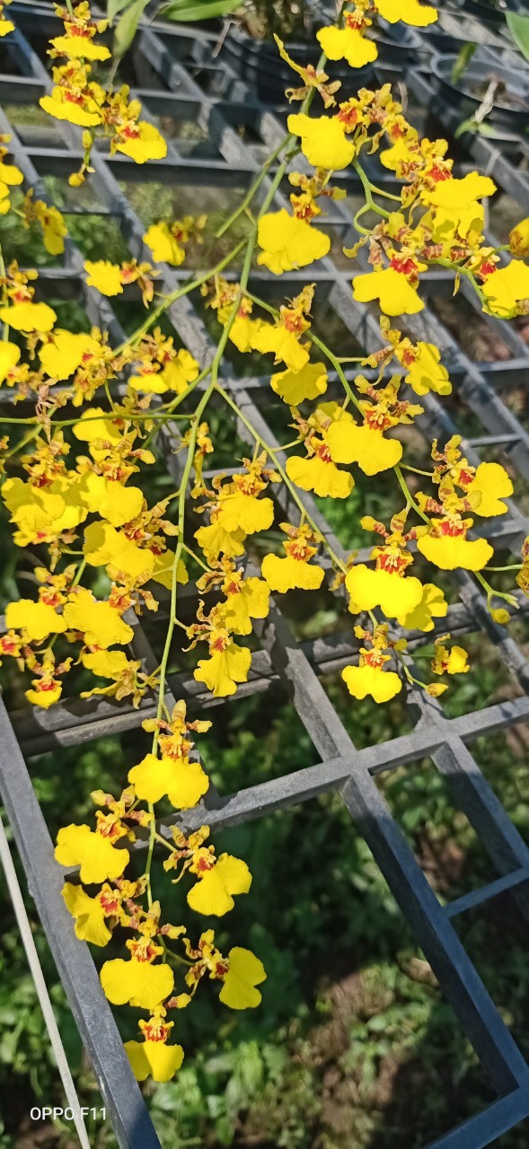 Chậu cây lan Vũ Nữ Vàng - dễ trồng, siêng hoa