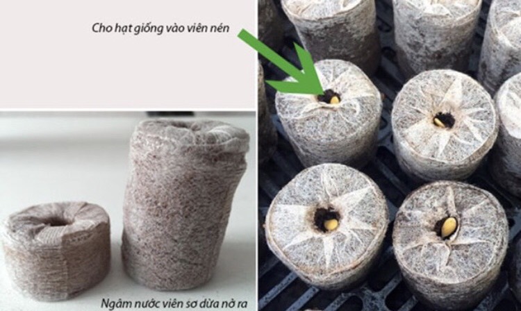 20 Viên Nén Xơ Dừa, Viên Nén Ươm cây, trồng rau thủy canh, chiết cành