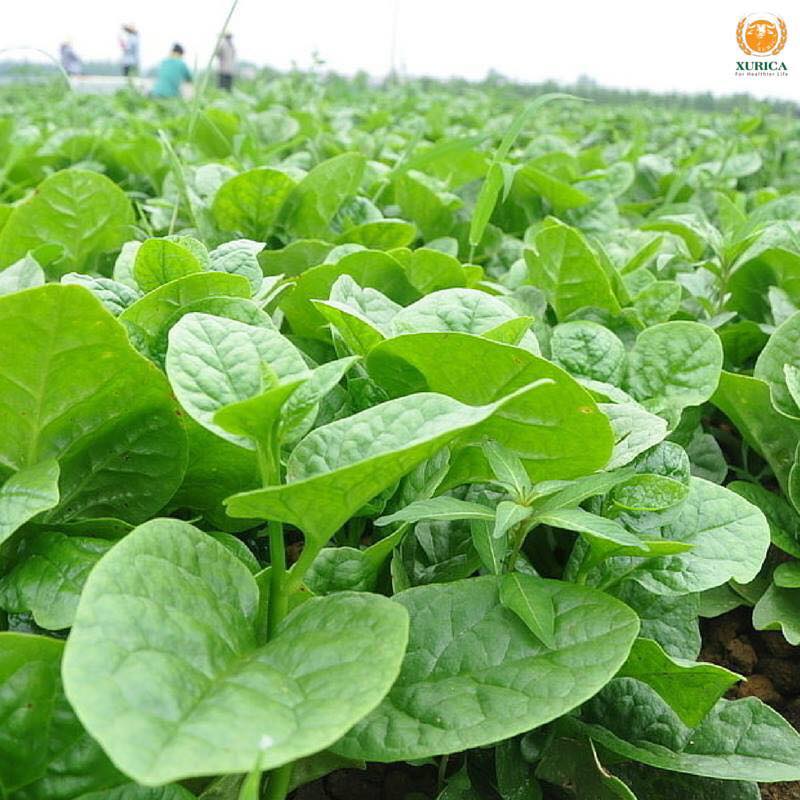 Hạt giống rau mồng tơi xanh - 20gram/gói