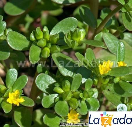 1Gr Hạt Giống Rau Sam (A2.401| C10*W50*M168)