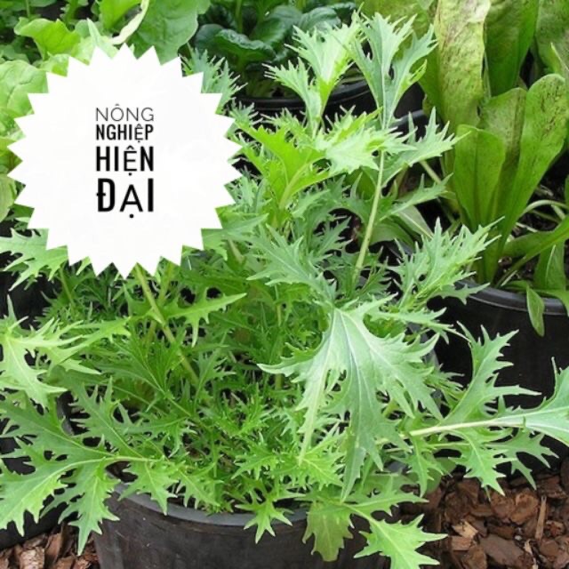 Hạt Giống Rau Thơm Wild Rocket (1gram)