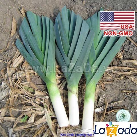 BỘ 5GÓI 1Gr Hạt Giống Tỏi Tây Hành Baro Boaro USA Siêu Ngon (B3.405| C24*W21)