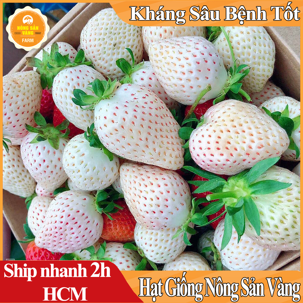 Strawberry pineapple (white strawberry) seeds with easy mashing and nutritious value (pack of 30 seeds)-shallow yellow