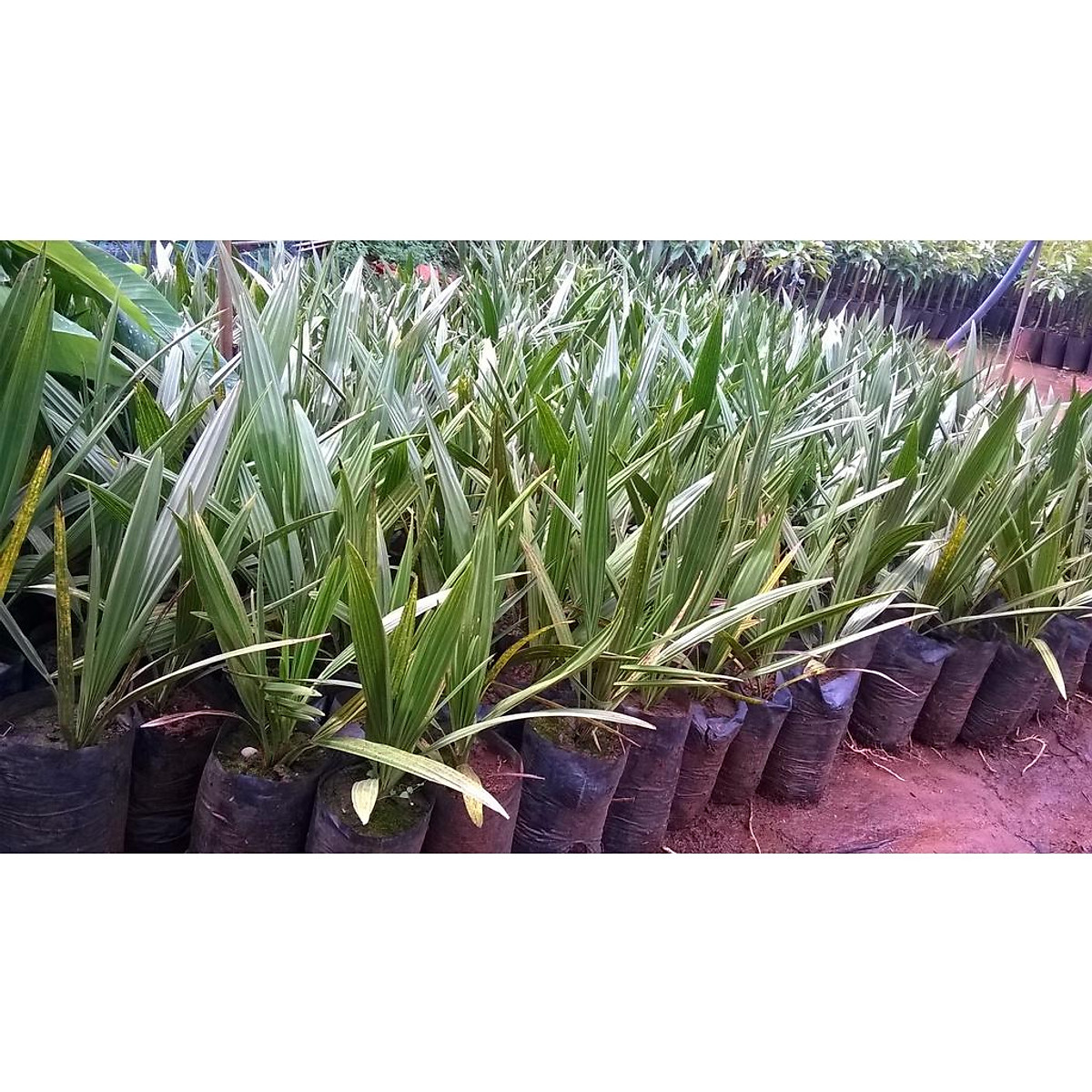 Cây giống Chà Là ăn trái . [ CÂY ĐỰC 100%, BẦU TO CÂY KHỎE NHƯ HÌNH ]