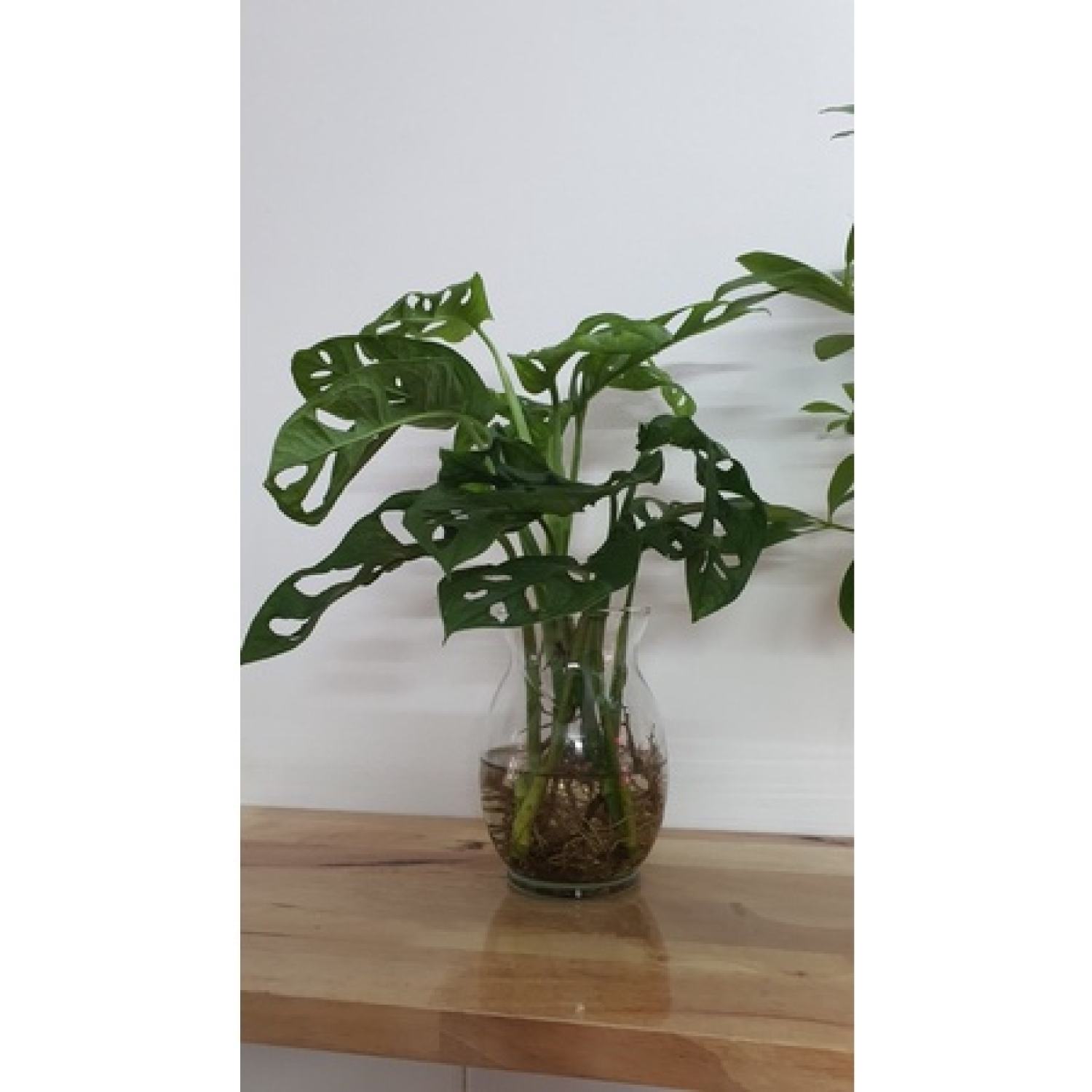 Trầu bà lá lỗ (trồng thuỷ sinh được)
