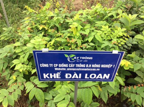 Cây giống Khế Chua siêu sớm.