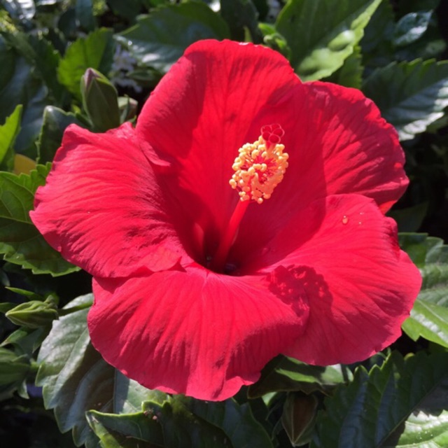 156A Hạt Giống Hoa Râm Bụt Và Sự Tích Hoa Râm Bụt 10 Hạt