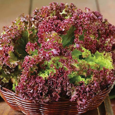 2 Gram Hạt Giống Xà Lách Lollo Rossa Tím