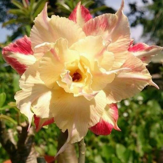 Vua sứ thái: 30 hạt sứ thái cánh kép 10 màu.