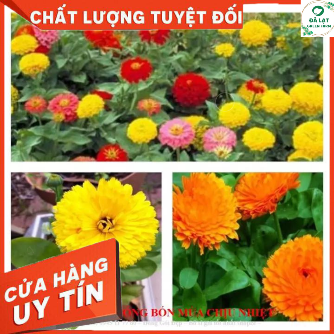 50H_HẠT GIỐNG CÚC LÁ NHÁM MIX MÀU (NẢY MẦM SIÊU CHUẨN)