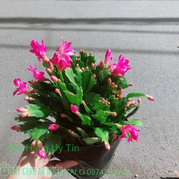 Chậu Hoa Tiểu Quỳnh Màu Hồng