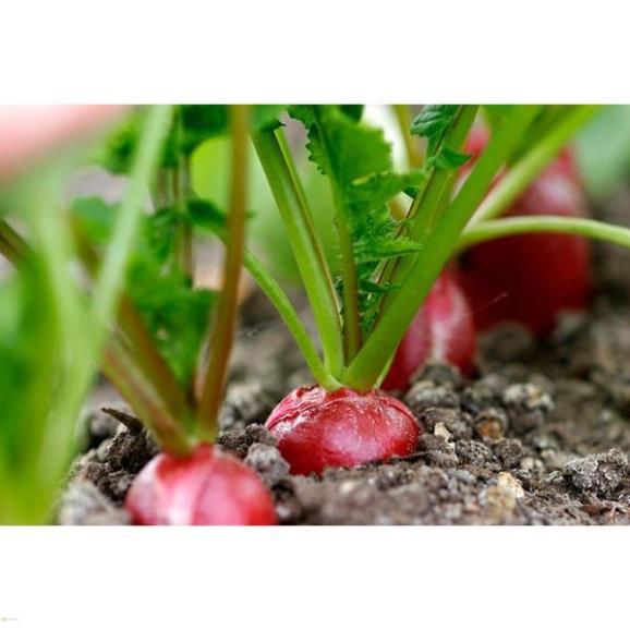 HẠT CỦ CẢI ĐỎ DÀI - GÓI 5 GRAM