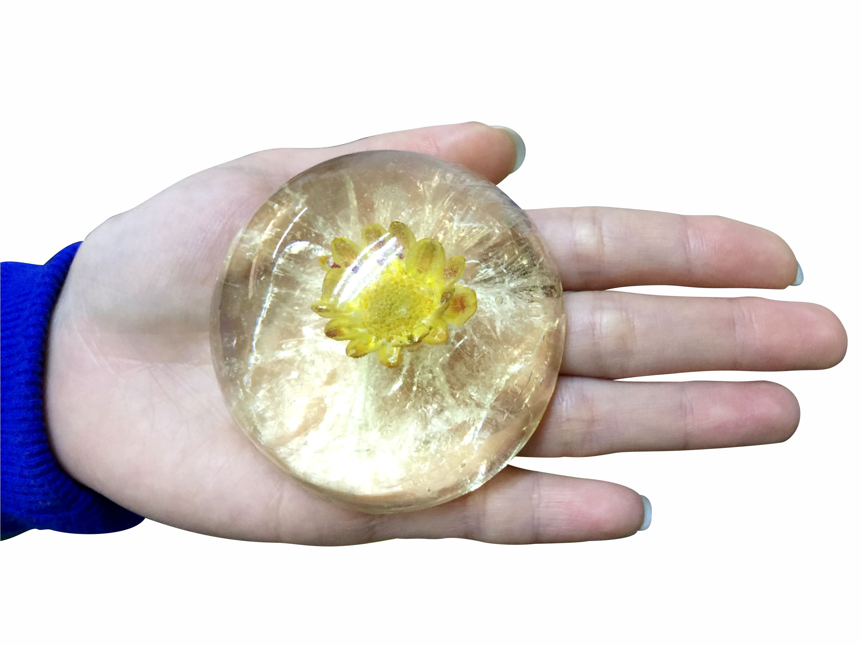xà bông trong suốt / Chrysanthemum
