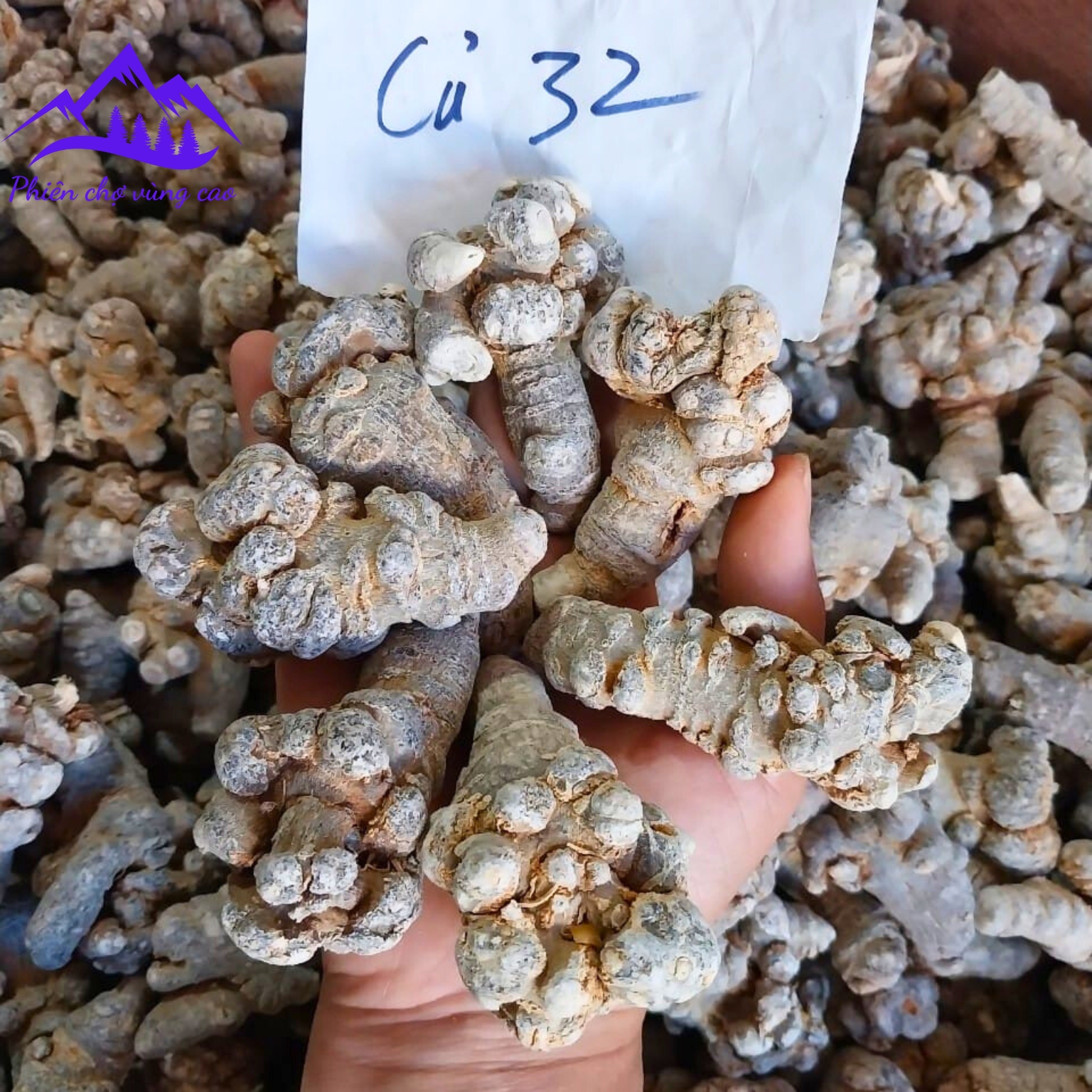 Củ Tam thất Bắc rừng khô loại 1 to, già, đặc biệt 32 củ/kg phơi khô tự nhiên từ củ tam thất bắc tươi. Tam thất hoang củ khô vùng núi cao Tây Bắc