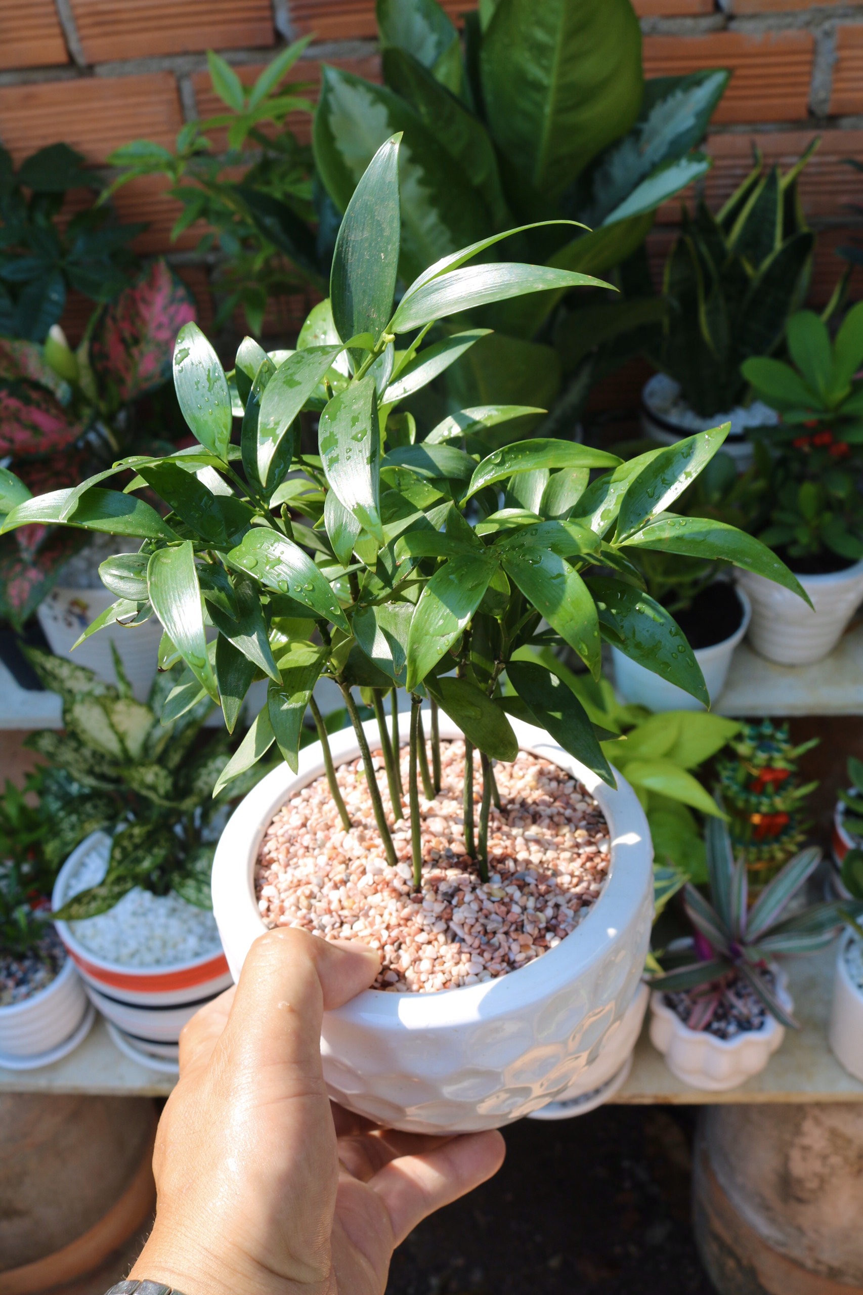 Chậu sứ cây Hạnh Phúc