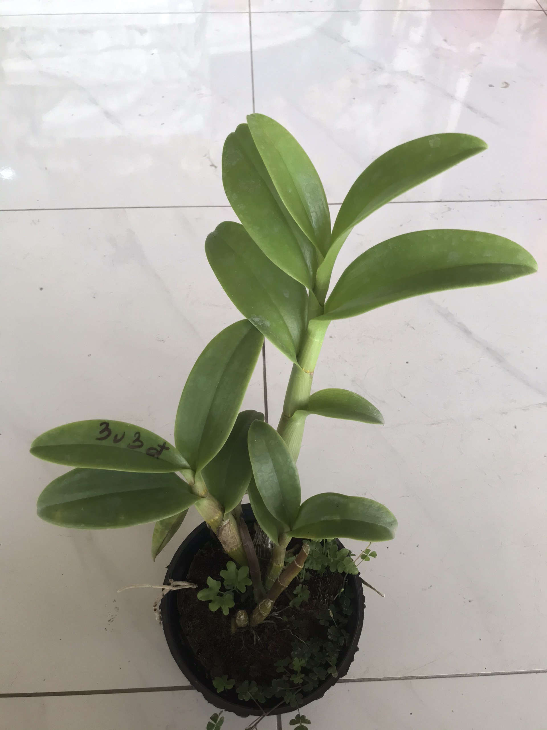 Combo 4 cây Denro nắng thơm