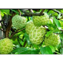 Cây na thái ( mãng cầu na thái)