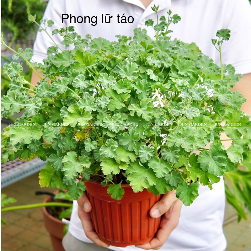 Cây Phong Lữ Táo JUN GARDEN Apple Geranium, Rất Thơm Và Dễ Chăm Sóc